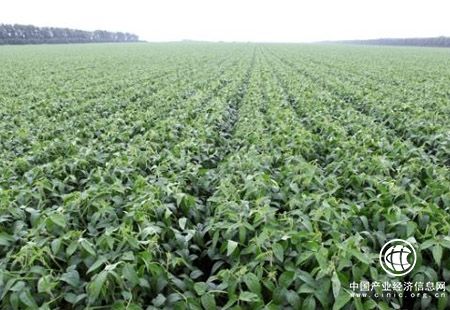 黑龙江省绥棱县大力发展绿色有机农业