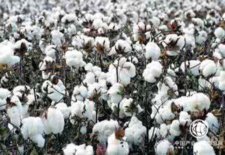 中国供销集团：加快形成新疆棉及其制品的地理标志品牌认知