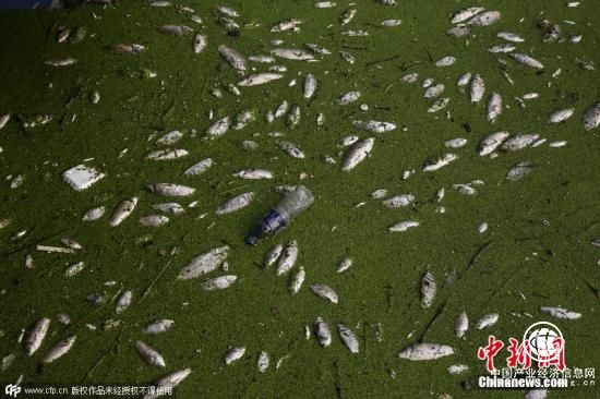资料图：2015年9月6日，合肥市民从合肥港坐船前往巢湖时，发现合肥港东南方向1公里至繁华大道跨南淝河大桥下之间的水域，出现大量死鱼。 图片来源：CFP视觉中国