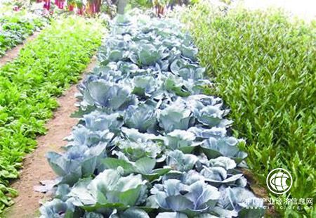 “洋种子”抢种中国菜园 国产种子亟须自主创新