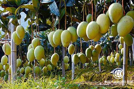 攀枝花芒果走出国门 年产量20万吨产值21亿元