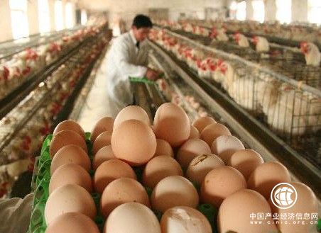 鸡蛋价格月内下降23.43%下月起行业产能或有过剩