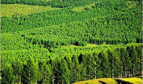 我国林业产业向产业链高端转型是发展方向