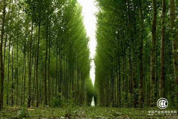 京冀携手造林80万亩 形成“绿色生态带”