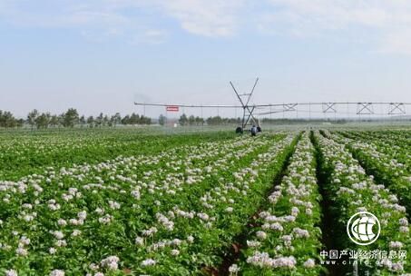 云南：马铃薯产业已成脱贫重要产业