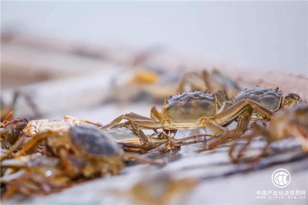 “国民好蟹”成长记：红印蟹基地探秘，见证蟹苗投放