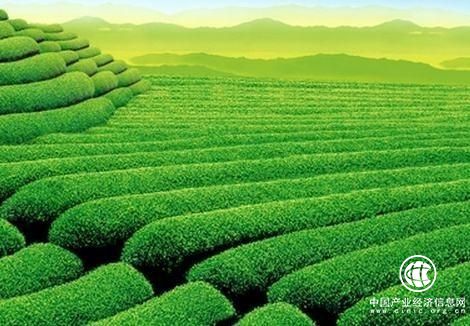 湖南寻找茶业新“风口”着力打造千亿茶产业