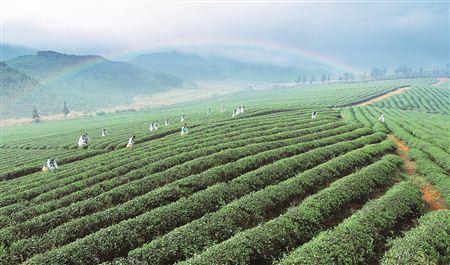 湖南借力千亿茶产业实施乡村振兴战略