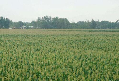 河北省主要农作物良种覆盖率逾98%