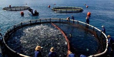 海南谋划构建特色海洋经济体系 推动渔业实现四个转变