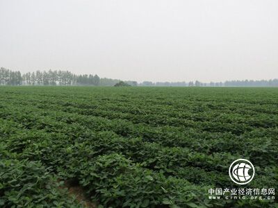 河南要求确保2018年优质花生种植面积2200万亩