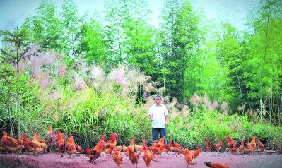 福建省武平县：林下经济产业带动 助推林农生态转身