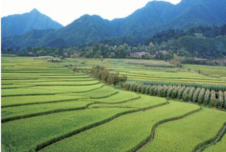 聚焦耕地保护、粮食生产、乡村建设 陕西有力有效推进乡村全面振兴