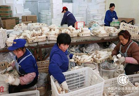 “大众菇”仍占据 食用菌市场主导地位