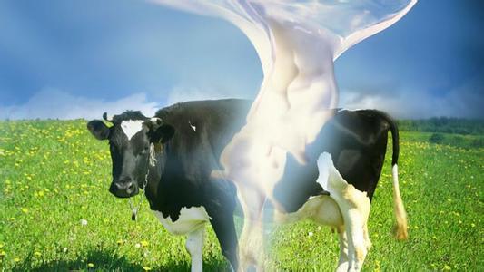 新西兰乳品零关税入境 我国乳业承压几何？