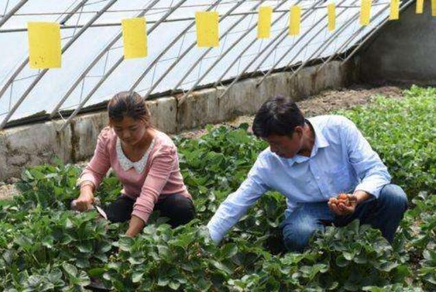 循环农业助力西藏农民增收脱贫