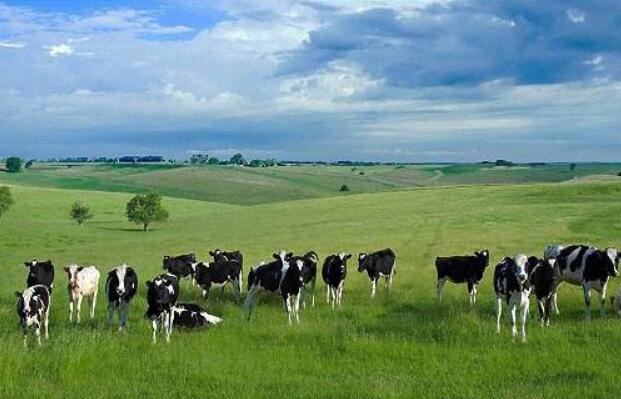 内蒙古出台措施支持农畜产品精深加工