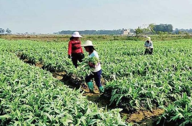 近期蔬菜价格上涨，到底咋回事？专家：9月上旬或回归预期