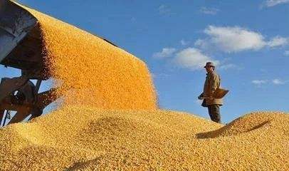 联合国粮农组织预估全球谷物产量将创历史新高