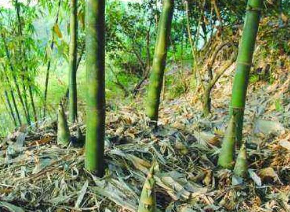 首批规模化种植 四川“标准”雷竹笋出口加拿大