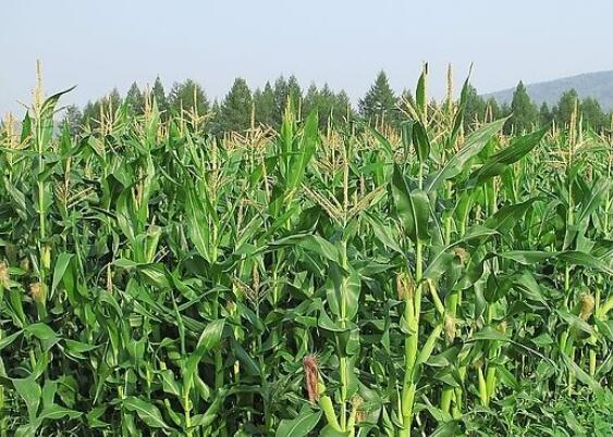 山西2024年起开展中央政策性稻谷种植保险 小麦、玉米种植险保费下调