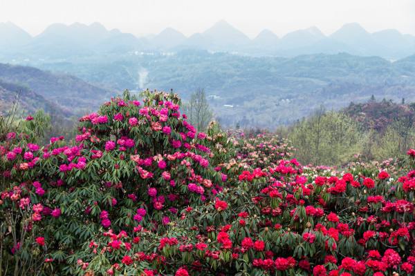贵州今春推出41条赏花主题旅游路线