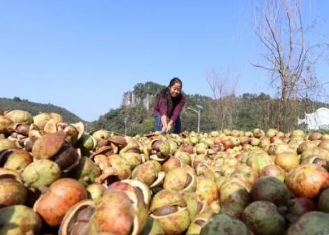 贵州省黎平县家庭式整村推进油茶产业建设
