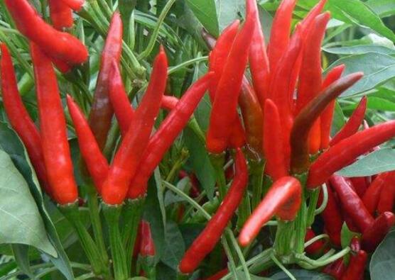 稳定种植500万亩以上！贵州印发2021年辣椒产业推进计划