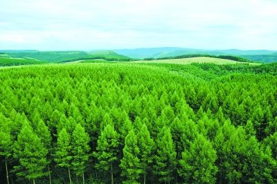 福建省新增5个林业碳汇项目 新增碳汇量65.8万吨
