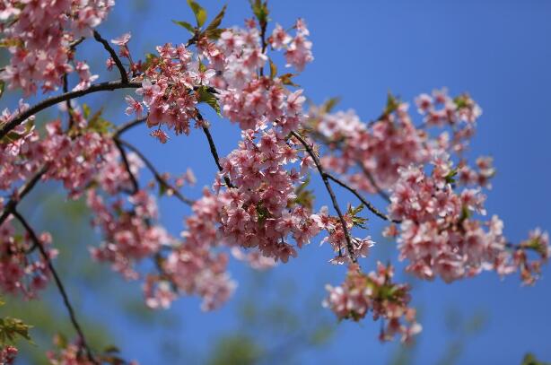 上海樱花节落幕 共接待游客165.5万人次