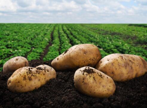 甘肃富锌马铃薯小农户试点项目入选全球减贫案例