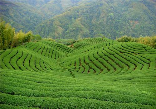 河南：厚植生态含“绿”量 提升产业含金量