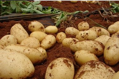 甘肃推动实施“六大特色农业产业”精准脱贫追踪报道之薯产业