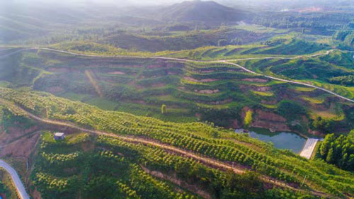 河南南召：中药材种植成为山区群众“致富宝”