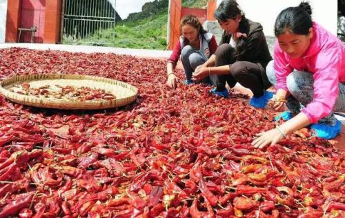 西藏朗县辣椒产业发展小记：小辣椒种出“红日子”