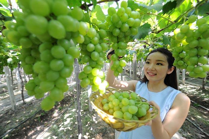 第三届延怀河谷葡萄文化节暨第二十届中国·怀来葡萄节于9月8日开幕