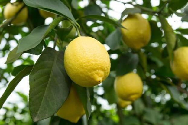 “酸产业”带来“甜日子”——重庆潼南柠檬产业一线观察