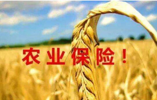 《中国农业“保险＋期货”发展研究报告（2023）》发布