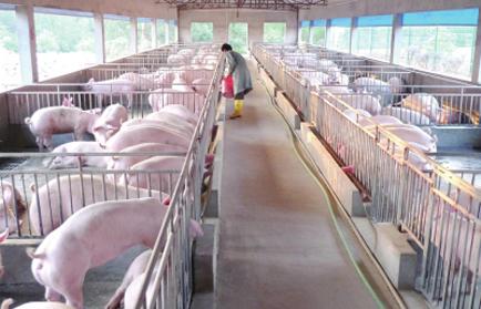 猪肉价格连续22周回落 养殖企业减亏稳产应对变局