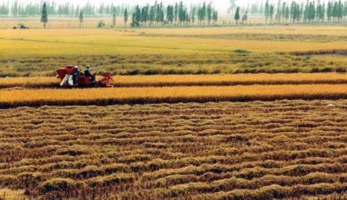 甘肃：调整县域农业结构 提高农民整体收入