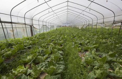 9月份鲜菜价格上涨引关注 目前多地菜价开始回落