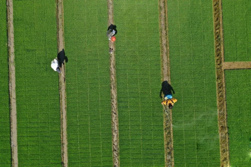 湖南土地托管力争突破1000万亩 供销系统当好“田保姆”