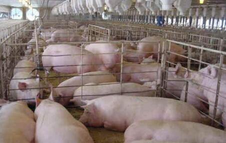 农业农村部将强化三方面举措抓好生猪稳产保供