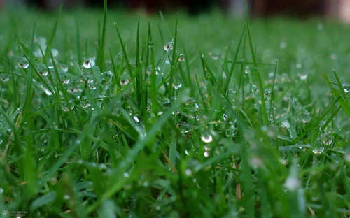 你爱闻的雨后泥土味 其实是细菌的“诱饵”