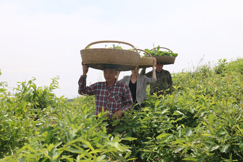 河南南召：柞蚕满山坡 增收有保障