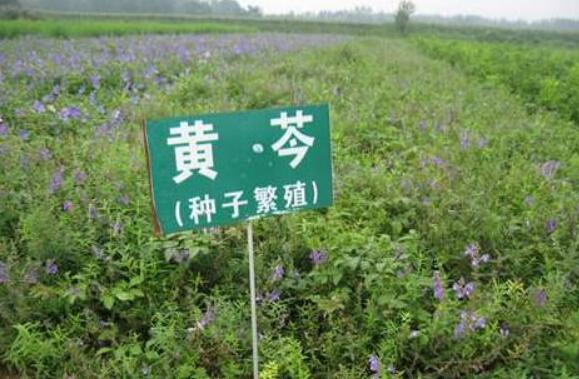 黑龙江：中草药种植鼓起村民“钱袋子”