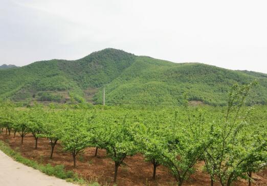 河南南召马市坪乡：青山映红梅，脱贫奔小康