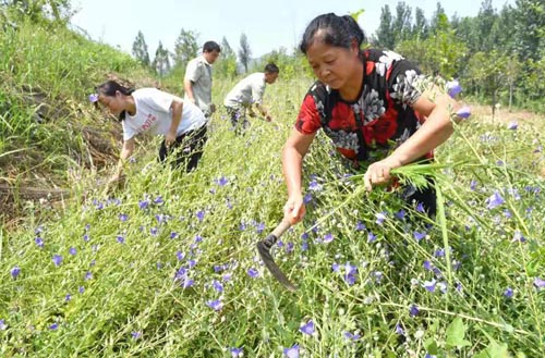 河南南召： 贫困帽子摘下来