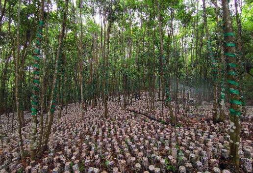 黑龙江省出台林下经济发展规划（2021-2035年）
