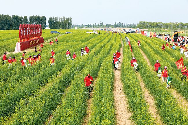 山西大同市云州区——黄花变成致富花